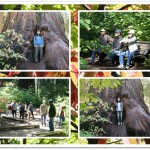 Big Trees 25